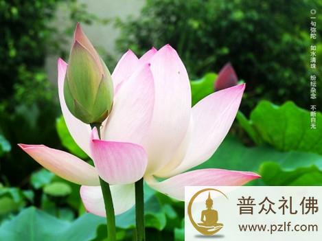 何以念佛人多,真能了生死者少