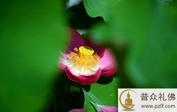 为了健康长寿而杀生,反而会适得其反