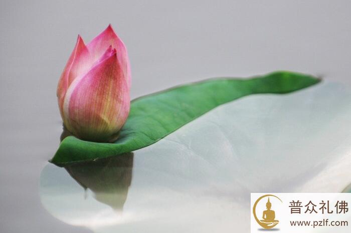 为了那些每年被屠杀的460亿 \