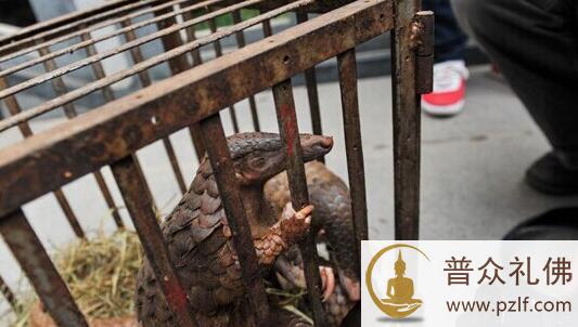 森林公安展示的被走私贩卖的活体穿山甲 \