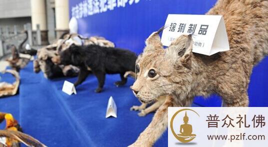 云南森林公安集中展示收缴的野生动物标本 \