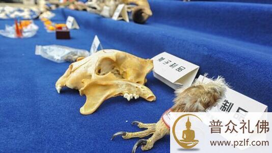 云南森林公安集中展示收缴的野生动物制品 \