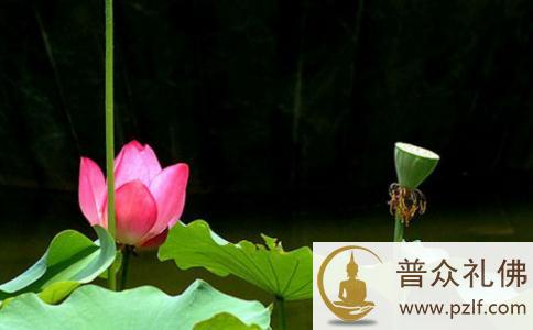 代替父母家人放生一样有效果 \