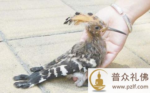 但愿一切生物体,都能得到自由和永生! 但愿一切生物体,都能得到自由和永生!