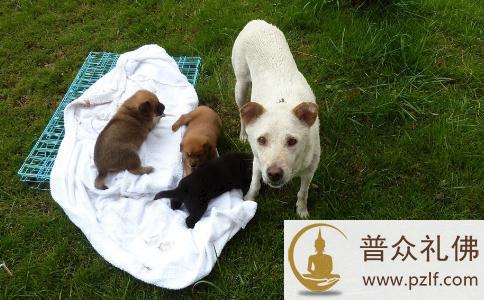 与母狗之间的小故事 与母狗之间的小故事