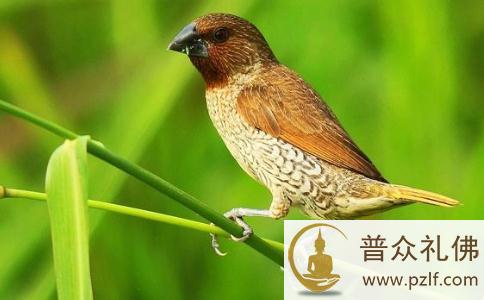 会念佛的斑文鸟 会念佛的斑文鸟