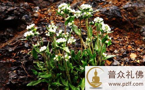 为了生存,大学生走上拾捡废品的道路 为了生存,大学生走上拾捡废品的道路