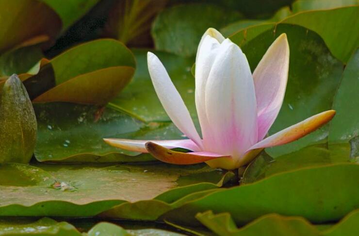 何为供佛？如何用身边最常见的“净水”供佛？