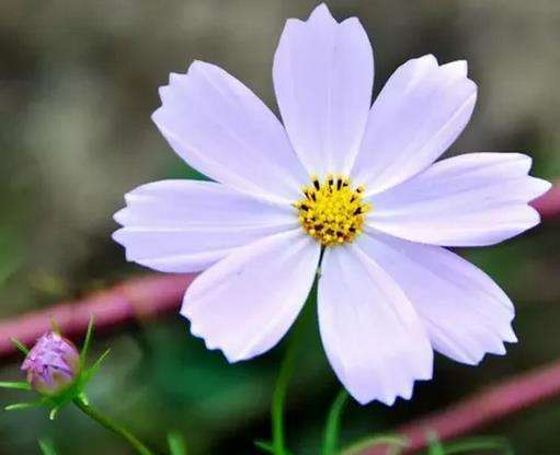 何为三净肉和五净肉？佛陀为何让比丘吃肉？