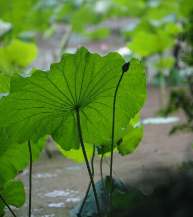 大安法师地藏经讲义