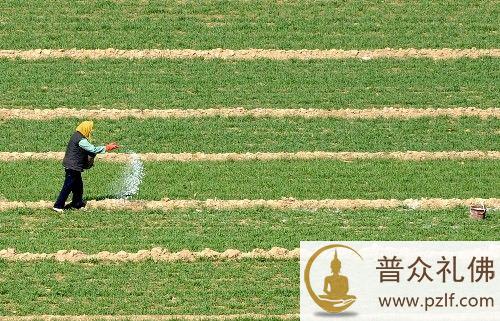 不懂得播种,福报用完就没有了