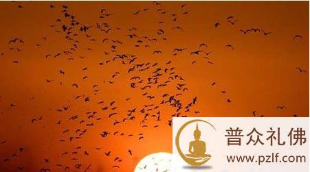 人鸟共处比利时小鸟的天堂